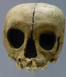 NeanderJuvenile